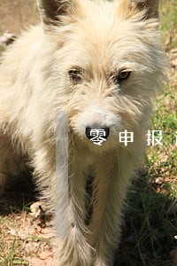 零申报逾期申报报表怎么填 零申报逾期申报报表怎么填