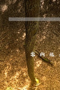 零纳税如何网上逾期申报 零纳税如何网上逾期申报