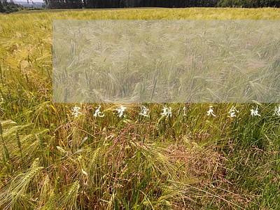 零花宝逾期1天会被爆吗