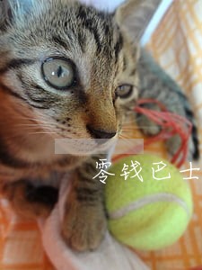 零钱巴士逾期不还后果 零钱巴士逾期不还后果