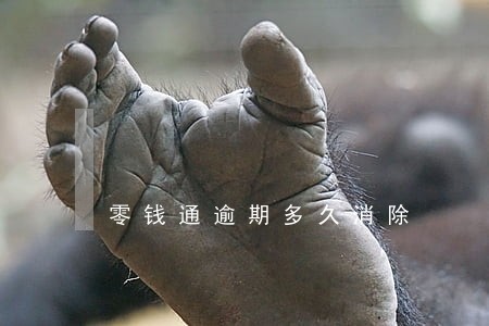 零钱通逾期多久消除 零钱通逾期多久消除