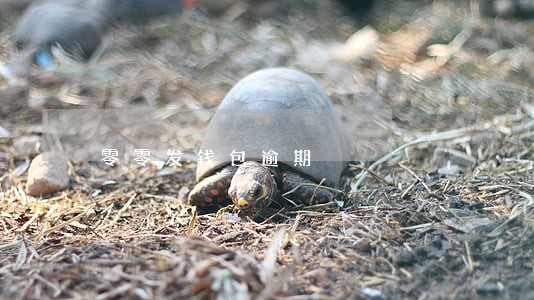 零零发钱包逾期 零零发钱包逾期