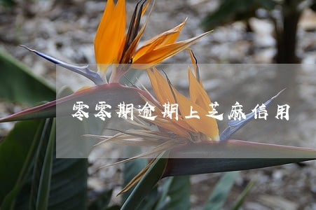 零零期逾期上芝麻信用 零零期逾期上芝麻信用