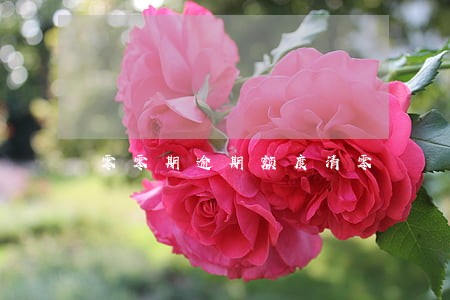 零零期逾期额度清零