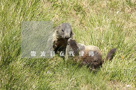 雷波县在线律师 雷波县在线律师
