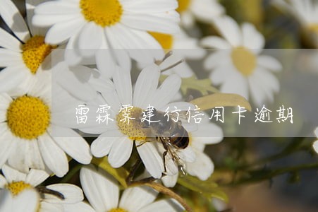 雷霖霁建行信用卡逾期 雷霖霁建行信用卡逾期