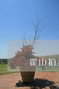 霍山拍卖网 霍山拍卖网