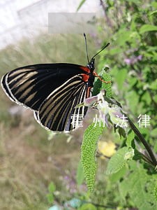 霍州法律问题在线免费咨询 霍州法律问题在线免费咨询
