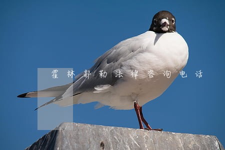 霍林郭勒法律咨询电话