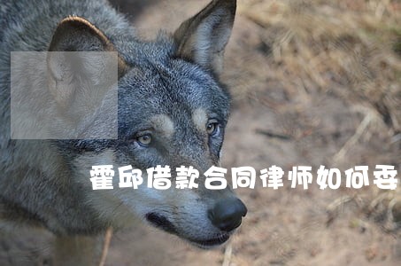 霍邱借款合同律师如何委托 霍邱借款合同律师如何委托