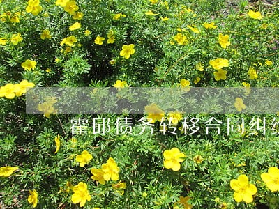 霍邱债务转移合同纠纷律师 霍邱债务转移合同纠纷律师