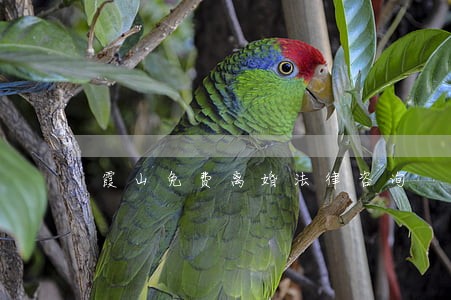 霞山免费离婚法律咨询 霞山免费离婚法律咨询