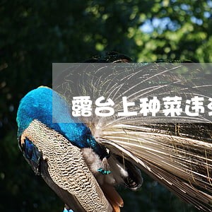 露台上种菜违法