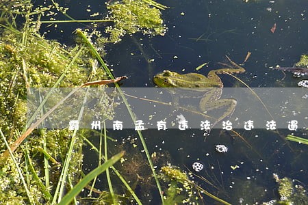 霸州南孟有违法治违法遏 霸州南孟有违法治违法遏