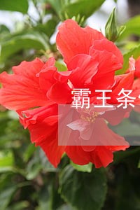 霸王条例怎么处理 霸王条例怎么处理