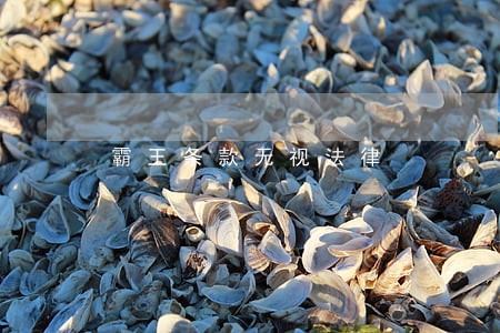 霸王条款无视法律 霸王条款无视法律