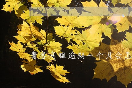 青客房租逾期一个月会怎么样