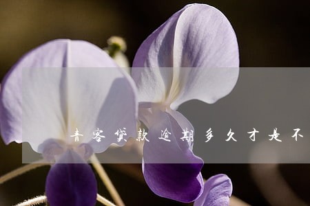 青客贷款逾期多久才是不良 青客贷款逾期多久才是不良