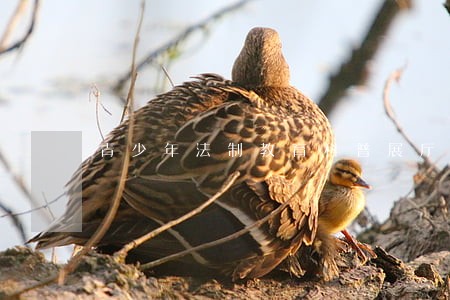 青少年法制教育科普展厅 青少年法制教育科普展厅