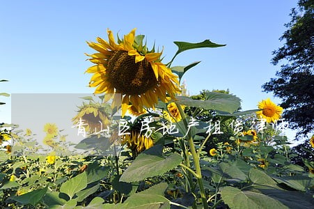 青山区房地产租赁律师 青山区房地产租赁律师