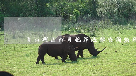 青山湖区公司犯罪法律咨询热线 青山湖区公司犯罪法律咨询热线