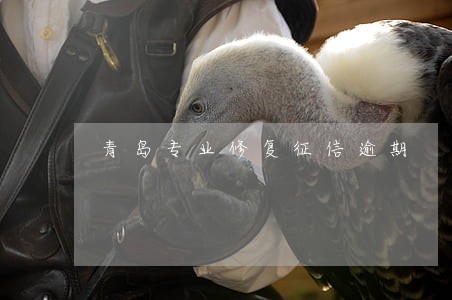 青岛专业修复征信逾期 青岛专业修复征信逾期