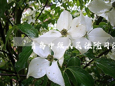 青岛中级人民法院司法拍卖淘宝 青岛中级人民法院司法拍卖淘宝