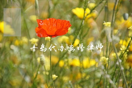 青岛代办离婚律师