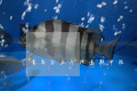 青岛企业个税逾期申报 青岛企业个税逾期申报