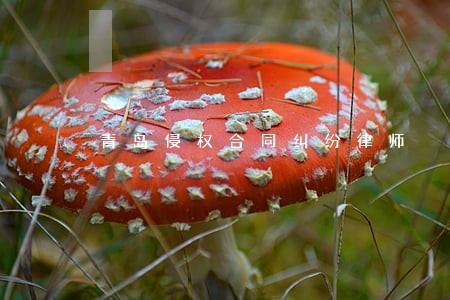 青岛侵权合同纠纷律师 青岛侵权合同纠纷律师