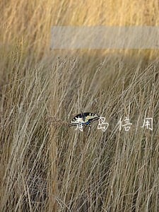 青岛信用卡忘记还逾期利息协商