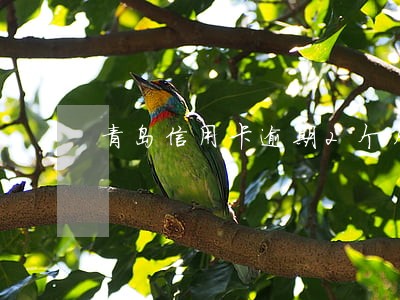青岛信用卡逾期2个月 青岛信用卡逾期2个月