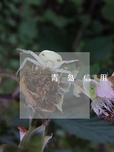 青岛信用卡逾期诈骗判刑 青岛信用卡逾期诈骗判刑