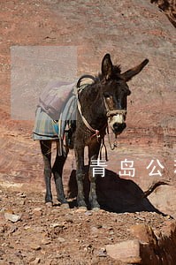青岛公积金可以逾期几天