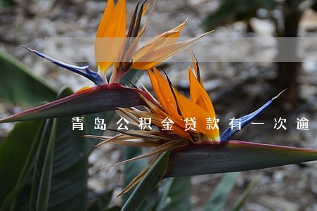 青岛公积金贷款有一次逾期 青岛公积金贷款有一次逾期
