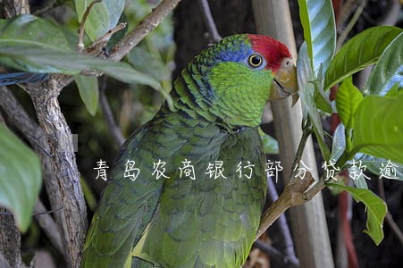 青岛农商银行部分贷款逾期 青岛农商银行部分贷款逾期