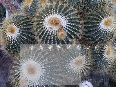 青岛华安保险公司诉讼