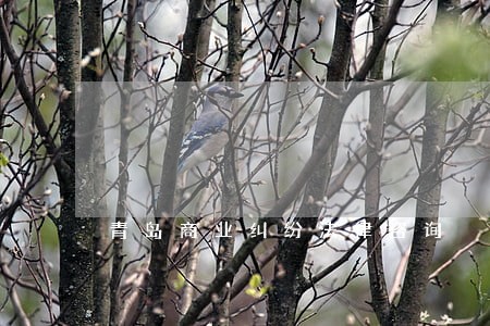 青岛商业纠纷法律咨询 青岛商业纠纷法律咨询