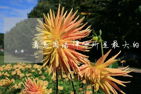 青岛国浩律师所是最大的吗 青岛国浩律师所是最大的吗