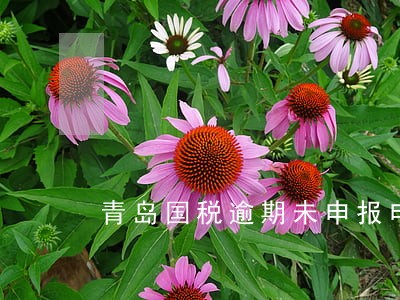 青岛国税逾期未申报申报 青岛国税逾期未申报申报