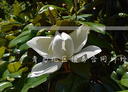 青岛地区债务合同纠纷律师收费 青岛地区债务合同纠纷律师收费