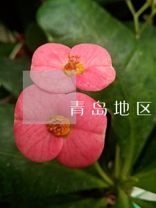 青岛地区建设工程律师服务网站 青岛地区建设工程律师服务网站