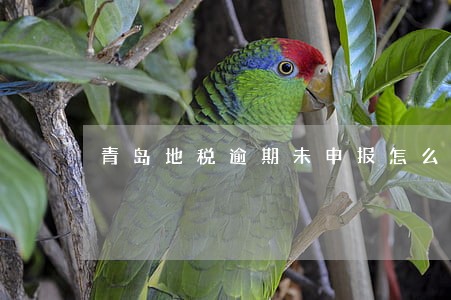 青岛地税逾期未申报怎么办