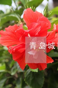 青岛城阳债务律师 青岛城阳债务律师