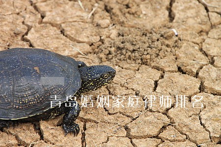 青岛婚姻家庭律师排名 青岛婚姻家庭律师排名