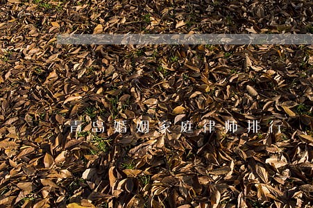 青岛婚姻家庭律师排行 青岛婚姻家庭律师排行