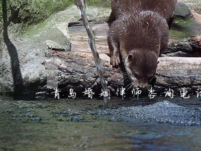 青岛婚姻律师咨询电话 青岛婚姻律师咨询电话