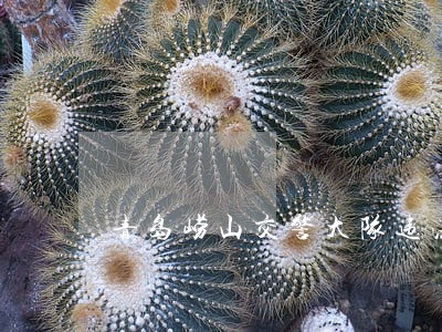 青岛崂山交警大队违法处理 青岛崂山交警大队违法处理