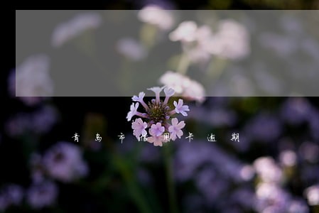 青岛市信用卡逾期 青岛市信用卡逾期