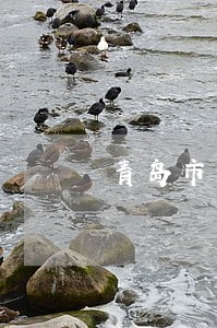 青岛市债务律师在线咨询 青岛市债务律师在线咨询